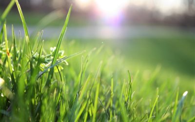 Back to the Basics: Lawn Maintenance