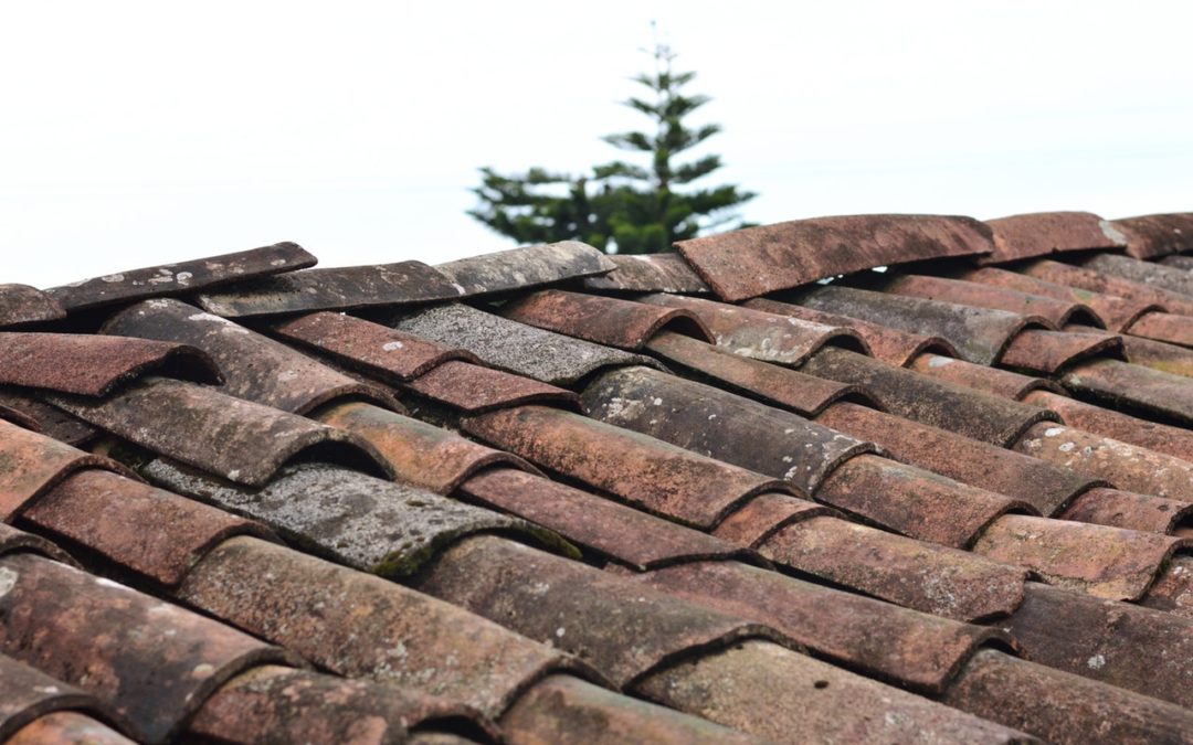 The Surprising Diversity of Roof Shingles